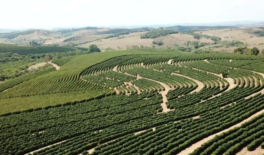 Como aumentar a produtividade do cafeeiro?