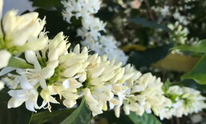 capa-florada-1024x572.jpeg