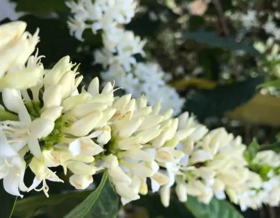 capa-florada-1024x572.jpeg