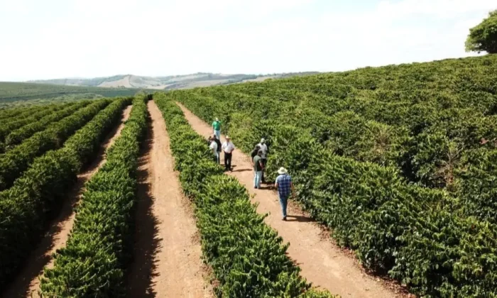 capa-producao-cafe-arabica-1024x578.jpeg