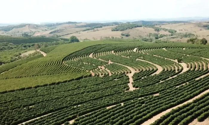 capa-produtividade-cafeeiro.jpeg