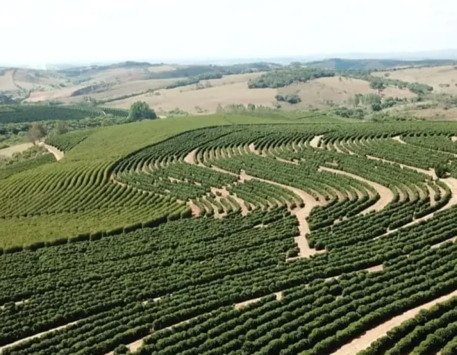 capa-produtividade-cafeeiro.jpeg