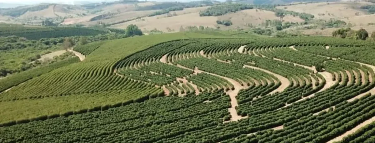 capa-produtividade-cafeeiro.jpeg